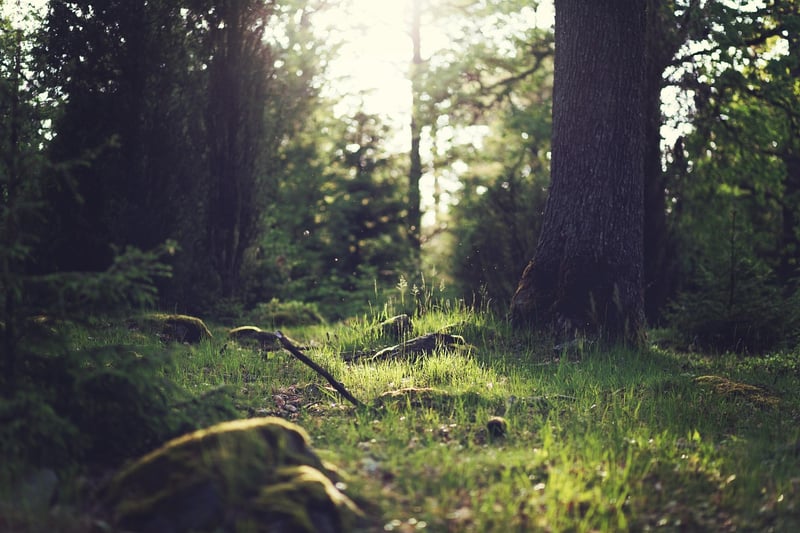 Fairytale Clearing